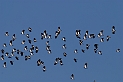 Lapwing flock - B